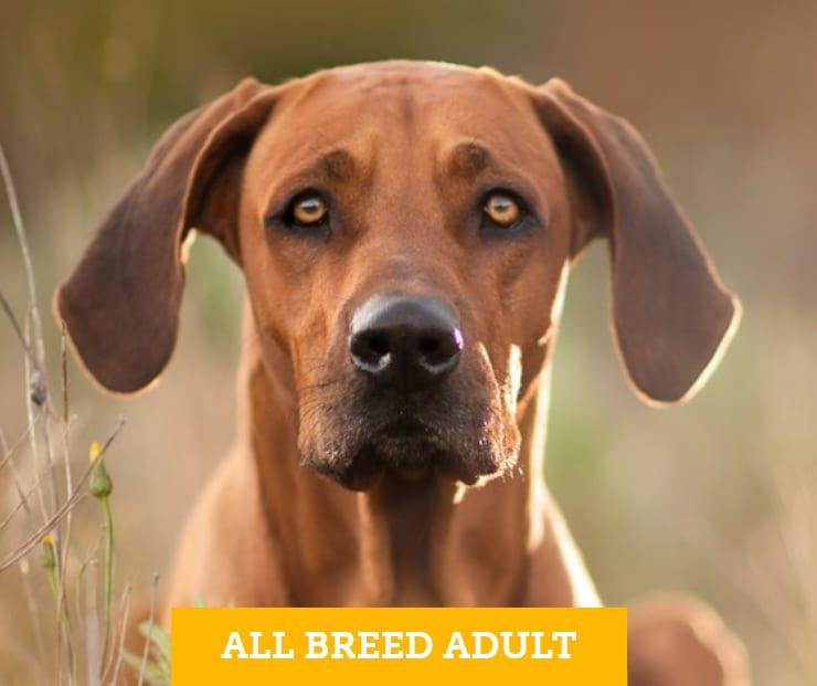 Eukanuba Adult Large Breed 3kg image 3