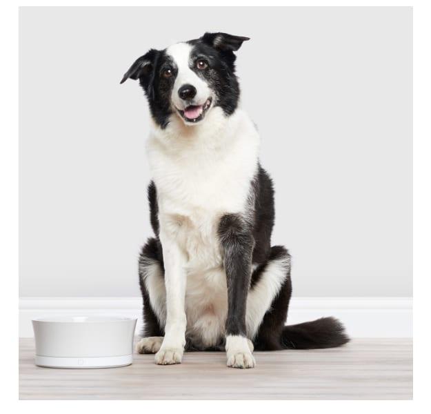 Eukanuba Adult Large Breed 3kg image 4