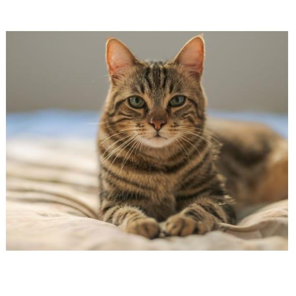 Cat's Best Clumping Cat Litter 10kg image 2